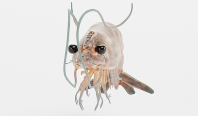 Realistic 3D Render of Prawn
