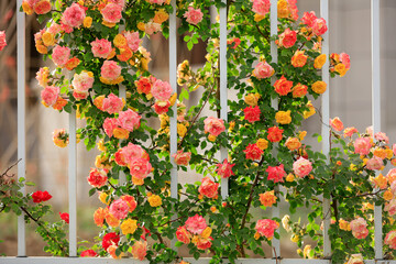 In the summer, rose is blooming