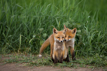 Two little foxes against the green grass