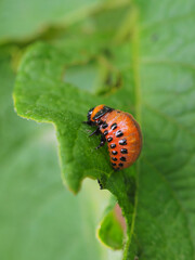 One larva of a Colorado potato beetle crawls on a pitted potato leaf. Close-up. A bright vertical illustration on the theme of protecting agricultural plants from bugs and pests. Macro
