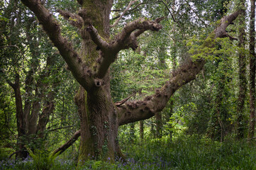 oak tree in the woods