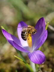 bee on crocus