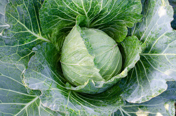 Fototapeta premium Top view of fresh organic cabbage vegetable in the farm ready for cultivation
