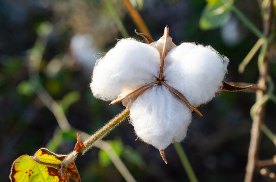 Closed up organic cotton flower in the farm ready for harvested