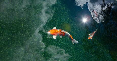 Koi fish in pond swimming and relaxing  duribg a sunny day