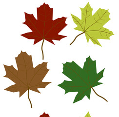 maple leaves isolated on white