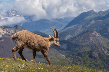 Vercors landscape, Combeau valley, ibex, Mont Aiguille, flowers and shepherd's hut
