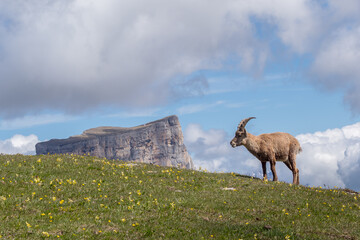 Vercors landscape, Combeau valley, ibex, Mont Aiguille, flowers and shepherd's hut

