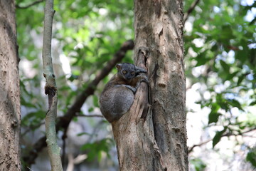 Fototapeta premium Sportive lemur at Tsingy de Bemaraha National Park, Madagascar