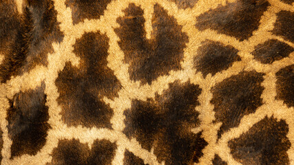 giraffe skin pattern close up