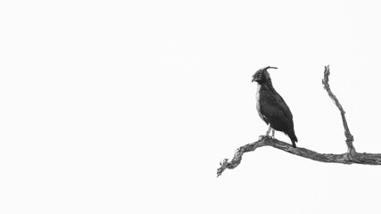 long crested eagle in black and white
