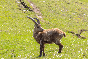 Ibex grazing in a flowery meadow in the Vercors, France