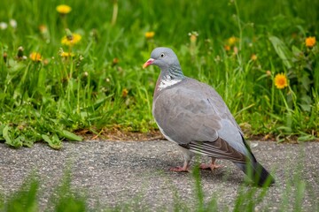 Obraz premium A grey wood pigeon standing on the pavement in a park with green grass and yellow flowers in the backround. Spring day in a city.