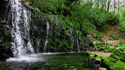 Forest waterfall, Hakone, Japan
