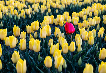 A single red tulip flower standing out in a group of yellow tulips....