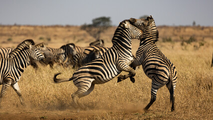 Zebra fighting, kicking, biting in the wild - obrazy, fototapety, plakaty