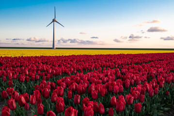 Red and yellow tulip flower field and a modern day windmill for power generation.... - obrazy, fototapety, plakaty