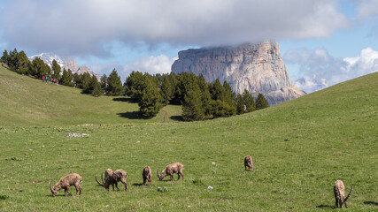 Vercors landscape, Combeau valley, ibex, Mont Aiguille, flowers and shepherd's hut
