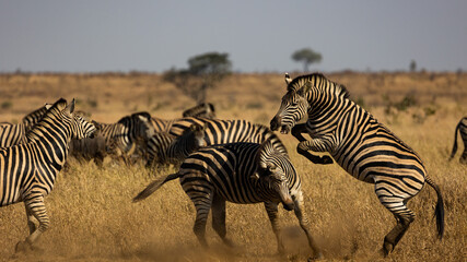 Fototapeta na wymiar Zebra fighting, kicking, biting in the wild