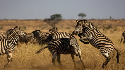 Fototapete Zebra Zebra kämpfen, treten, beißen in freier Wildbahn