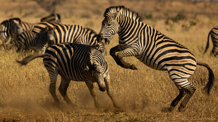 Fototapeta na wymiar Zebra fighting, kicking, biting in the wild