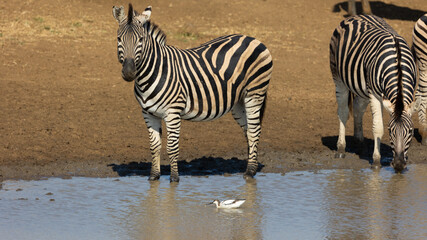 Fototapeta na wymiar Zebra and pied avocet at the waterhole