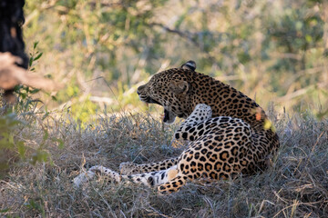 Huge male leopard grooming himself
