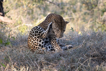 Huge male leopard grooming himself