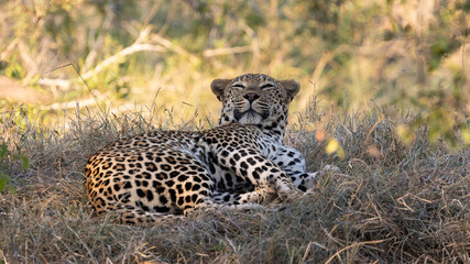 Fototapeta na wymiar a very sleepy male leopard