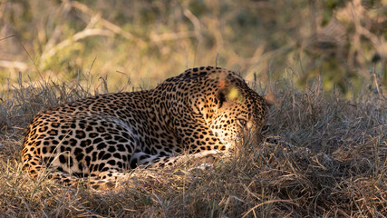 a very sleepy male leopard