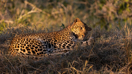 a very sleepy male leopard