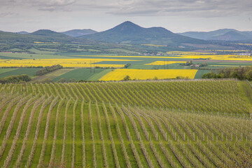 Fototapeta premium rural landscape with fields and hills - Hazmburk, Czech Republic