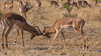 Impala ram with a puncture wound on his leg