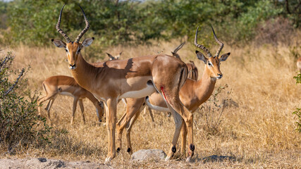 Impala ram with a puncture wound on his leg