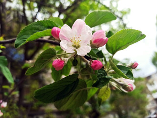 spring forest photographed-close-up