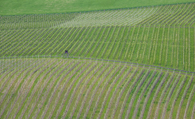 spring wavy vineyard from above