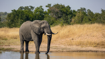 Fototapeta na wymiar Big african elephant bull at the waterhole