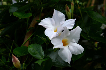 Fototapeta premium weiße Sunderville