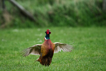 ein Fasan auf einer Wiese am frühen Morgen