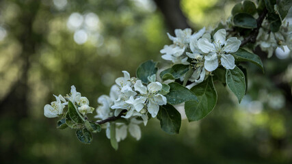 Apple tree bloom . Spring bloom. in the park .