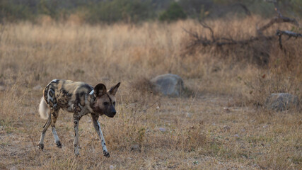 African wild dog with a tracking collar