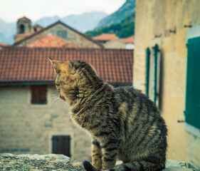 cat in Kotor on a wall 