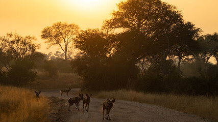 sunrise with african wild dogs in the road - obrazy, fototapety, plakaty