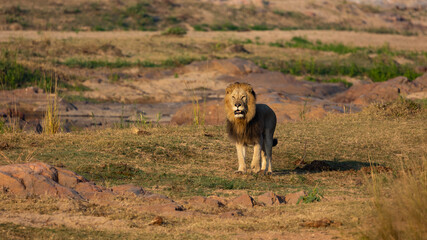 a Lion in golden light 