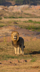 a Lion in golden light 