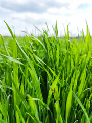 Obraz premium Green grass under blue sky. Grass in the meadow. Green grass field