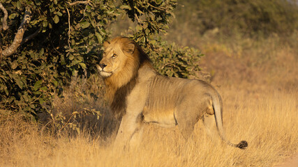 Male lion scent -marking a tree