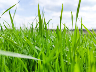 Green grass under blue sky. Grass in the meadow. Green grass field