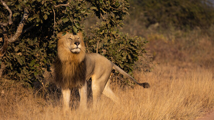 Obraz na płótnie Canvas Male lion scent -marking a tree