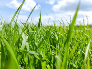 Obraz premium Green grass under blue sky. Grass in the meadow. Green grass field